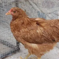 مرغ