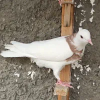 کفتر پرشی باب نوبازی