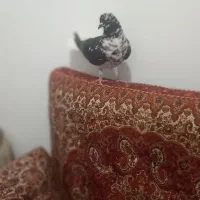 کبوتر سینه باز