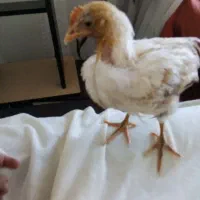 جوجه