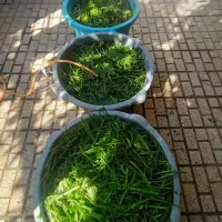 سبزی
