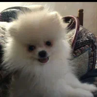 پامرین خرسی اصلی