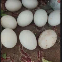 تخم اردک خانگی