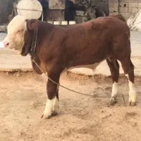فروش گوساله سیمینتال