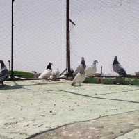پلاکی رنگی