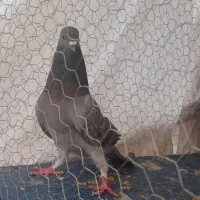نر خرقه سبز