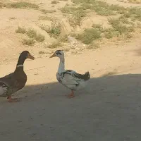 اردک