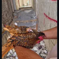 ست سیبرایت باقفس