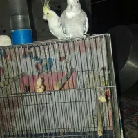عروس هلندی
