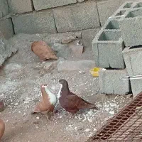 جفت زرد گلی رسمی