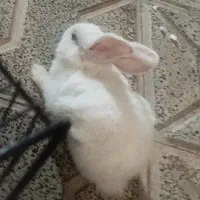 خرگوش سفید ملوس