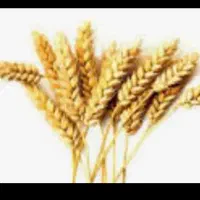 فروش گندم