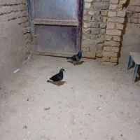 سبز چاپی المانی