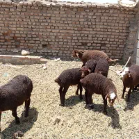 میش و بره