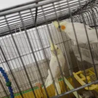 عروس هلندی مولد