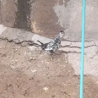 فروش تخم مرغ گلین نطفه دار