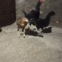 لاری