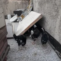 جوجه گلین لری اصیل فول کیفیت