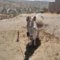 الاغ