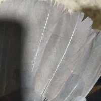 کبوتر مهر خورده گرفته شده