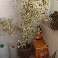 گل بنجامین ابلغ