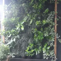 گرین وال و دیوار سبز هیدروپونیک