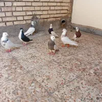 کفتر