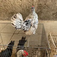 خروس سبرایت سیلور پولکی