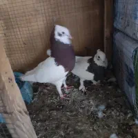 یک جفت طوقی