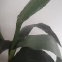 سبزی فروشم