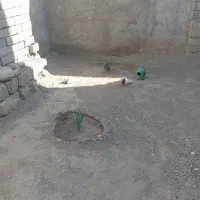 کفتر تهرانی