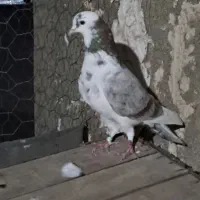 کبوتر