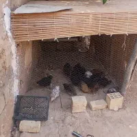 جوجه مرغ ژاپنی حراج