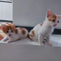 واگذاری دو عدد توله گربه نر