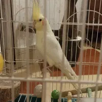 عروس هلندی ماده