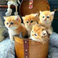 ارزونی سرای گربه اسکاتیش بریتیش رگدال در رنگای ناز