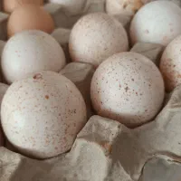 تخم بوقلمون خانگی تازه و سالم