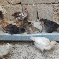 فروش جوجه سه و نیم و کوچیکتر