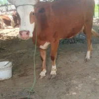 گاو چالوسی با گوساله