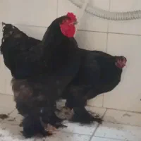واگذاری غیر رایگان فوری خروس و مرغ برهما