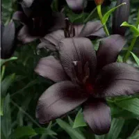 گل آرایی