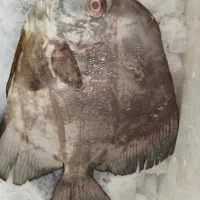 ماهی تازه