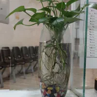 انجام حجامت/زالو درمانی/فصدخون و کلیه خدمات سرپایی