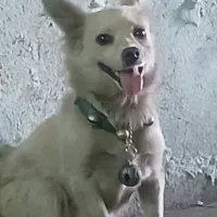 سگ‌باهوش