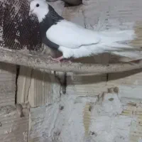 کفت