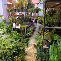 گل و گیاه آپارتمانی قیمت مناسب