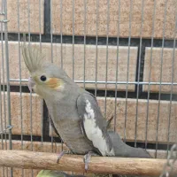 عروس هلندی مولد همراه با 4تابچه