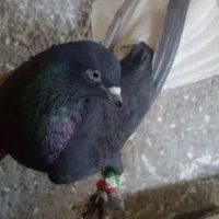 کبوتر نر