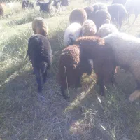 بره کاوه به قیمت بروجرد