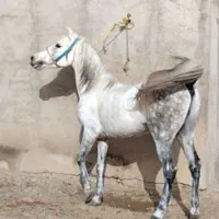 اسب کورد یورقه